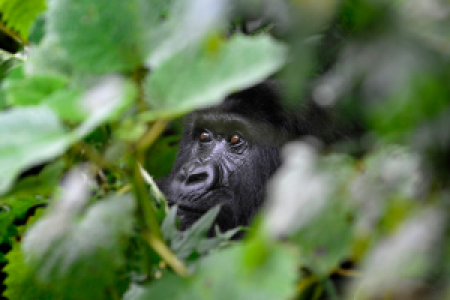 Bwindi Impenetrable Forest display image