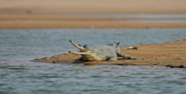 Chambal Wildlife Reserve display image