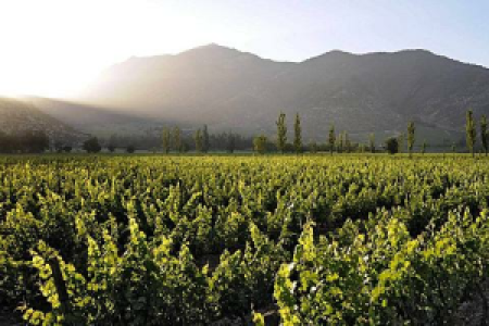 Chile Weinregion
