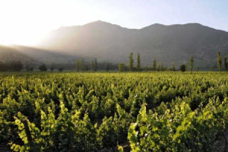 Chile Weinregion display image
