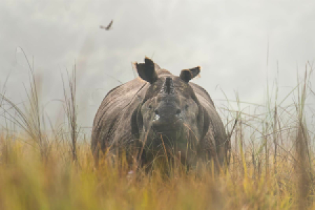 Chitwan-Nationalpark display image