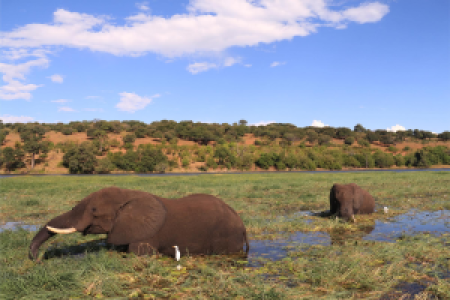 Botswana Superlativ Safari: Okavango und Kalahari image