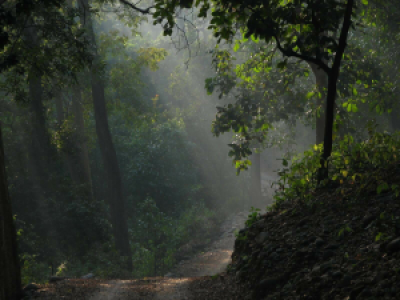 Corbett Tiger Reserve display image