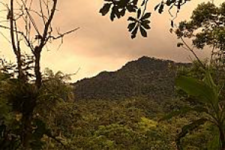 Ecuador Nebelwald