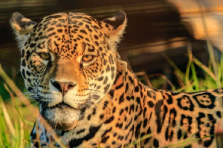 Esteros del Ibera display image