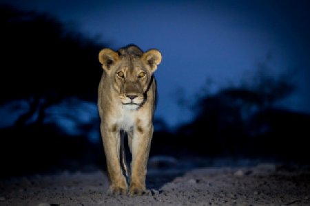 Namibia Farbenspiel der Lichter image