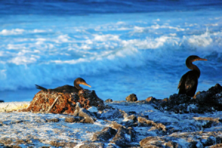 Fernandina display image