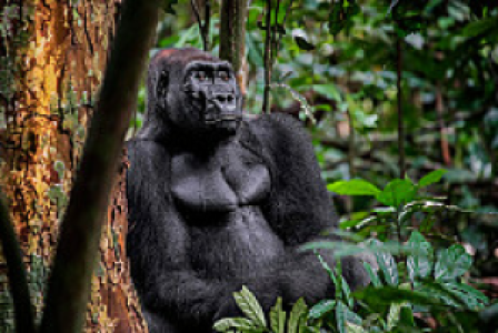 Gabun