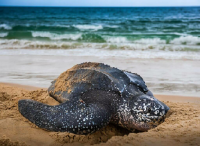 Meeresschildkröten