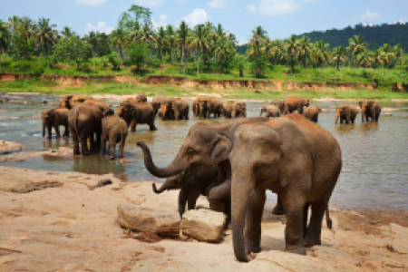 Gal Oya Nationalpark display image