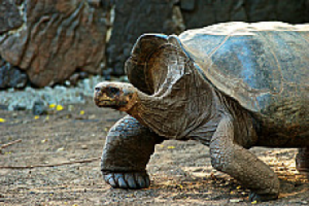 Galapagos