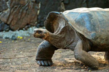 Galapagos Inseln Urlaub display image