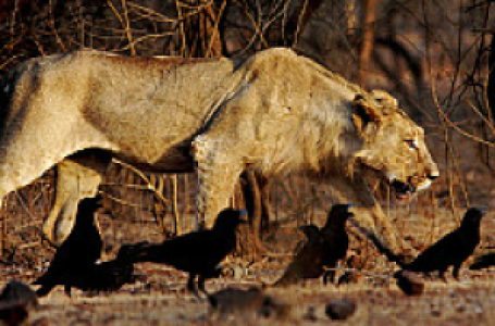 Gir Nationalpark