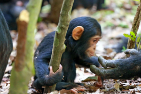 Gombe Nationalpark display image
