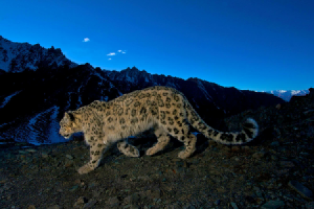 Die Schneeleoparden von Ladakh image