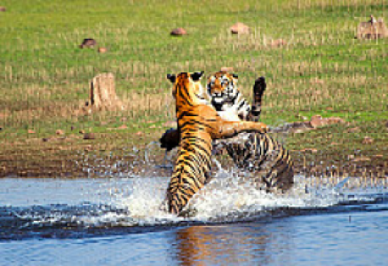 Indien ins Reich der Tiger