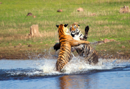 Wild India image
