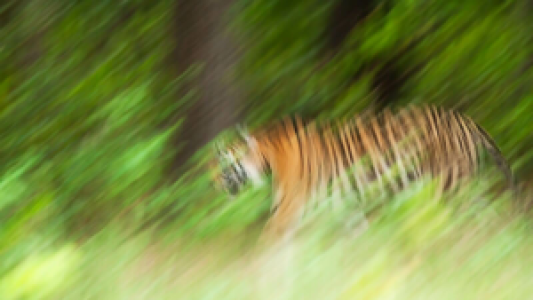 Bandhavgarh Nationalpark