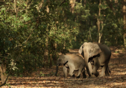 Corbett Nationalpark