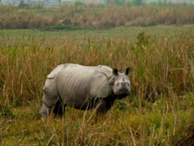 Kaziranga Nationalpark