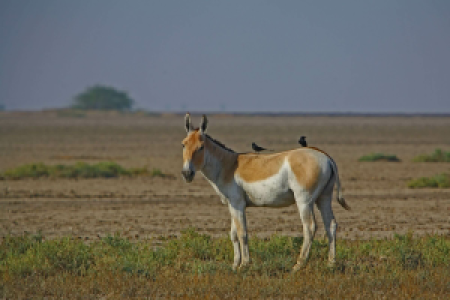 Little Rann of Kutch