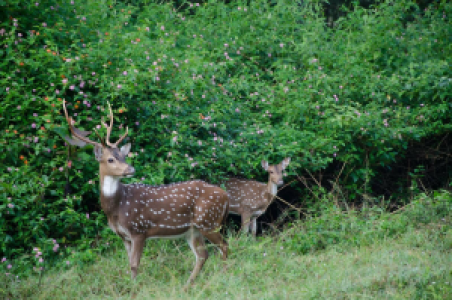 Nagarhole