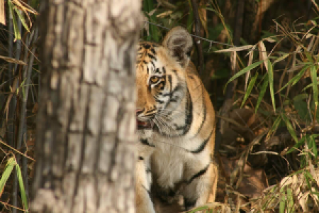 Tadoba Tigerreservat