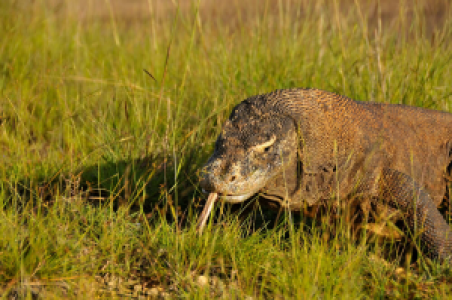 Lerne über die Komodo Drachen