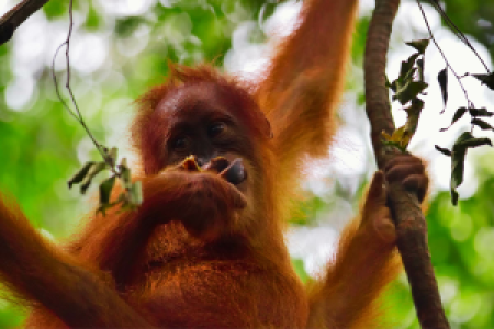 Triff Orang-Utans in freier Wildbahn