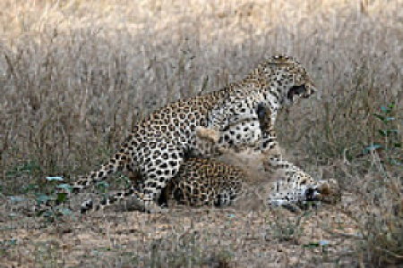 Jhalana Leopard Reserve