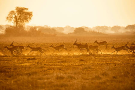 Sambia Grand Safari image