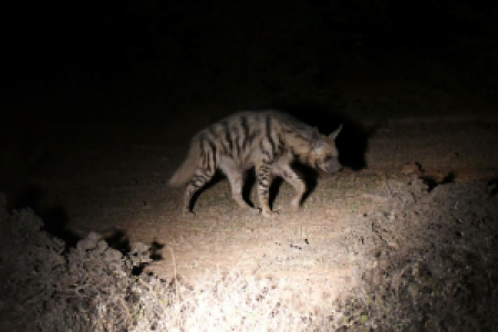 Kailadevi Wildlife Sanctuary display image