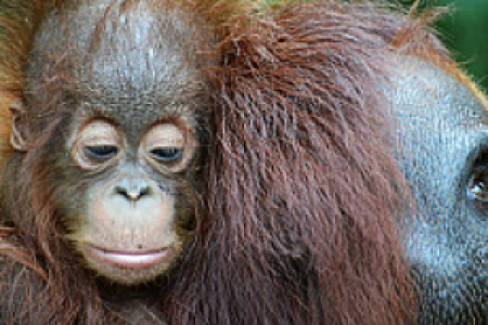 Kalimantan