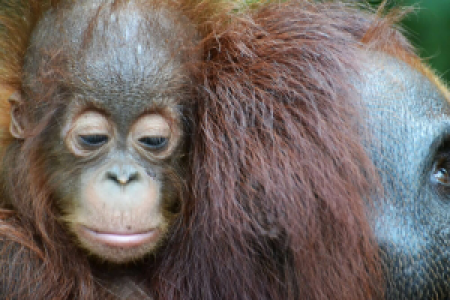 Intensive Orang Utan Safari mit Komodo image