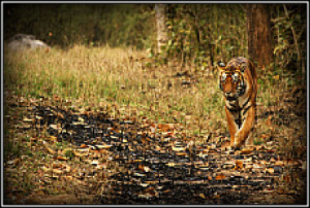 Kanha Nationalpark