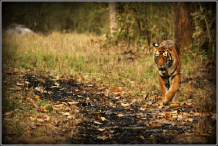 Indien: Tiger und Taj image