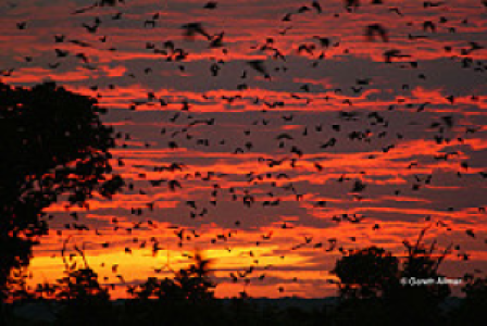 Kasanka Nationalpark