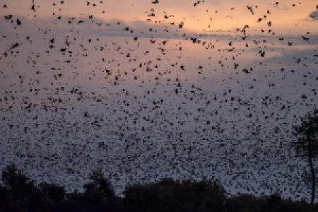 Kasanka Nationalpark display image