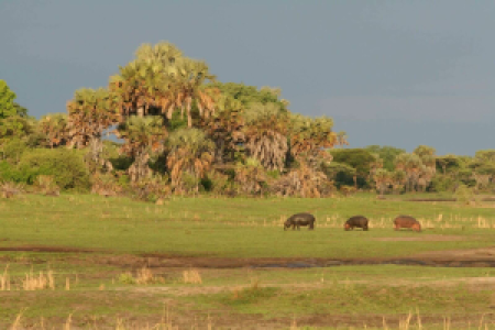 Katavi-Nationalpark display image
