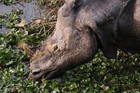 Kaziranga National Park