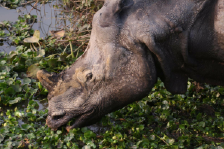 Indien Big Five Grand-Safari image