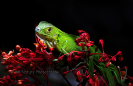 La Selva display image