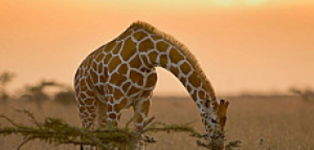 Laikipia