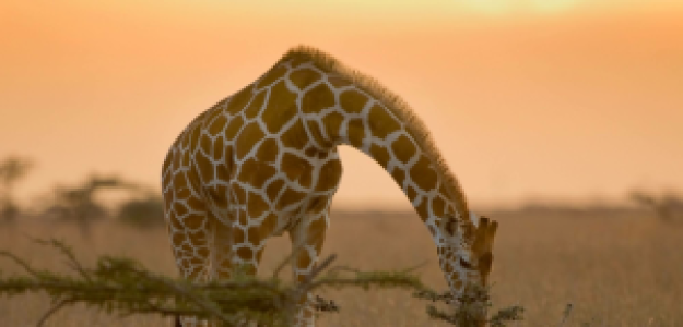 Kenia Safari für Kenner: Samburu, Laikipia und die Mara image