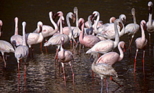 Lake Baringo