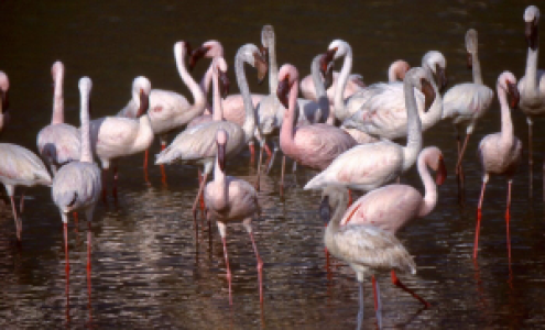 Kenia Migration-Safari image
