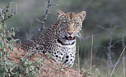 Lake Mburo Nationalpark