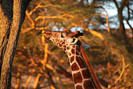 Lake Nakuru