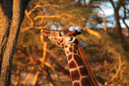 Kenia Migration-Safari image