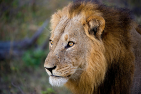 Linyanti Wildlife Reserve display image